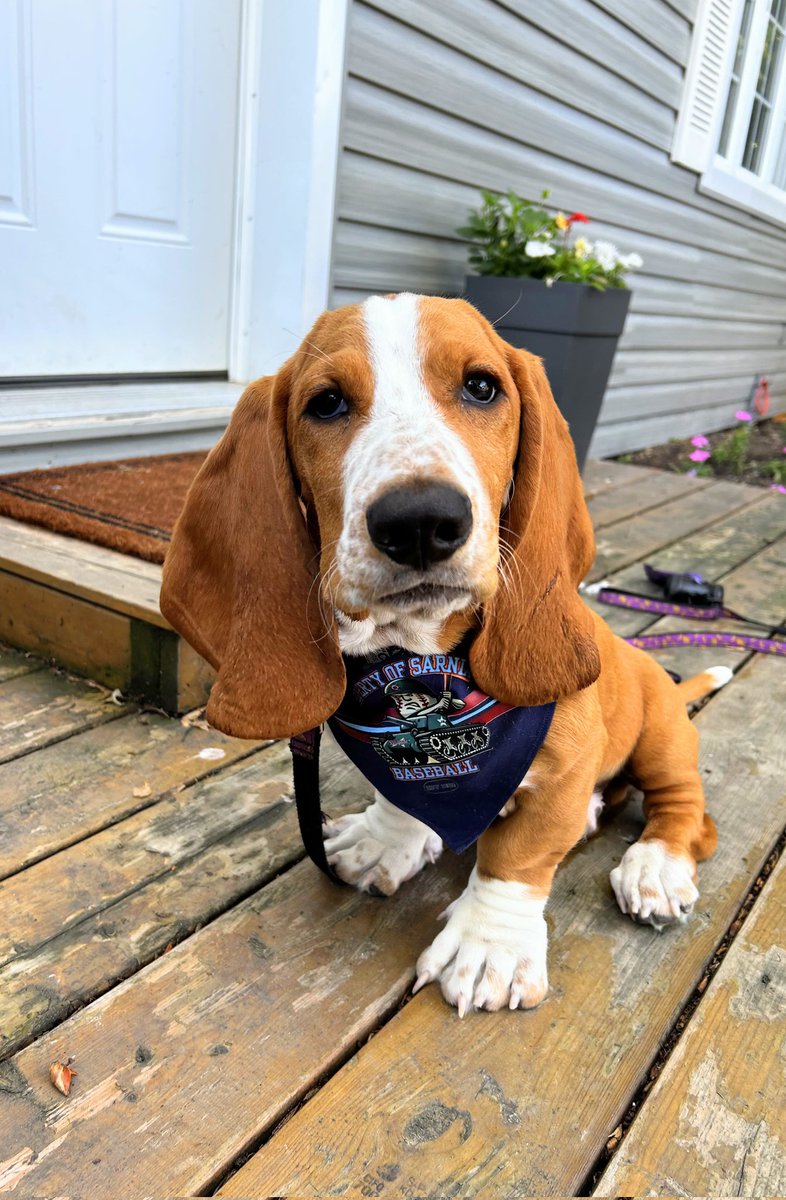 Rocker is pleased with the Ontario Gold! ⚔️