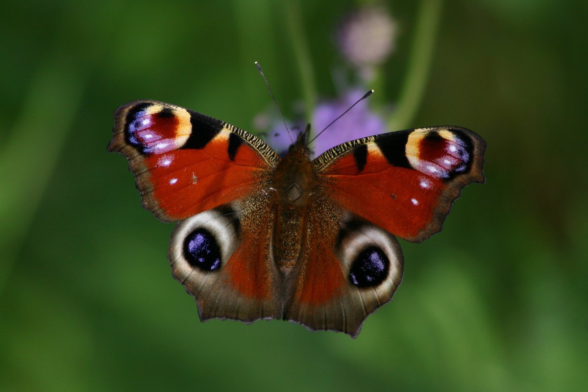 treesforlifeuk's tweet image. #PeacockButterflies are out and about in the Highlands! 🦋
With striking eyespots on their wings, they're named after the bold markings that resemble a peacock’s tail feathers. 🦚
The colour pattern on the wings is created by pigments contained in many tiny overlapping scales,…