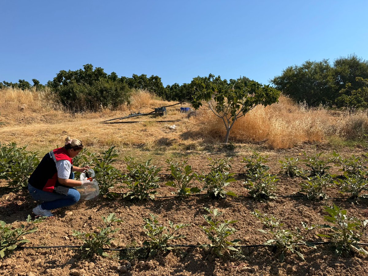 İlçemizde yazlık sebze üretim alanlarında pestisit kalıntısını önlemeye yönelik çalışmalar kapsamında, patlıcan numune alımları ziraat mühendislerimiz tarafından sürdürülmektedir. 
<a href="/MstafaSahin44/">Mustafa ŞAHİN</a>
<a href="/fatihcicek33/">fatihcicek33</a> 
<a href="/TCTarim/">T.C. Tarım ve Orman Bakanlığı</a> <a href="/izmirtarim/">İzmir Tarım ve Orman İl Müdürlüğü</a>