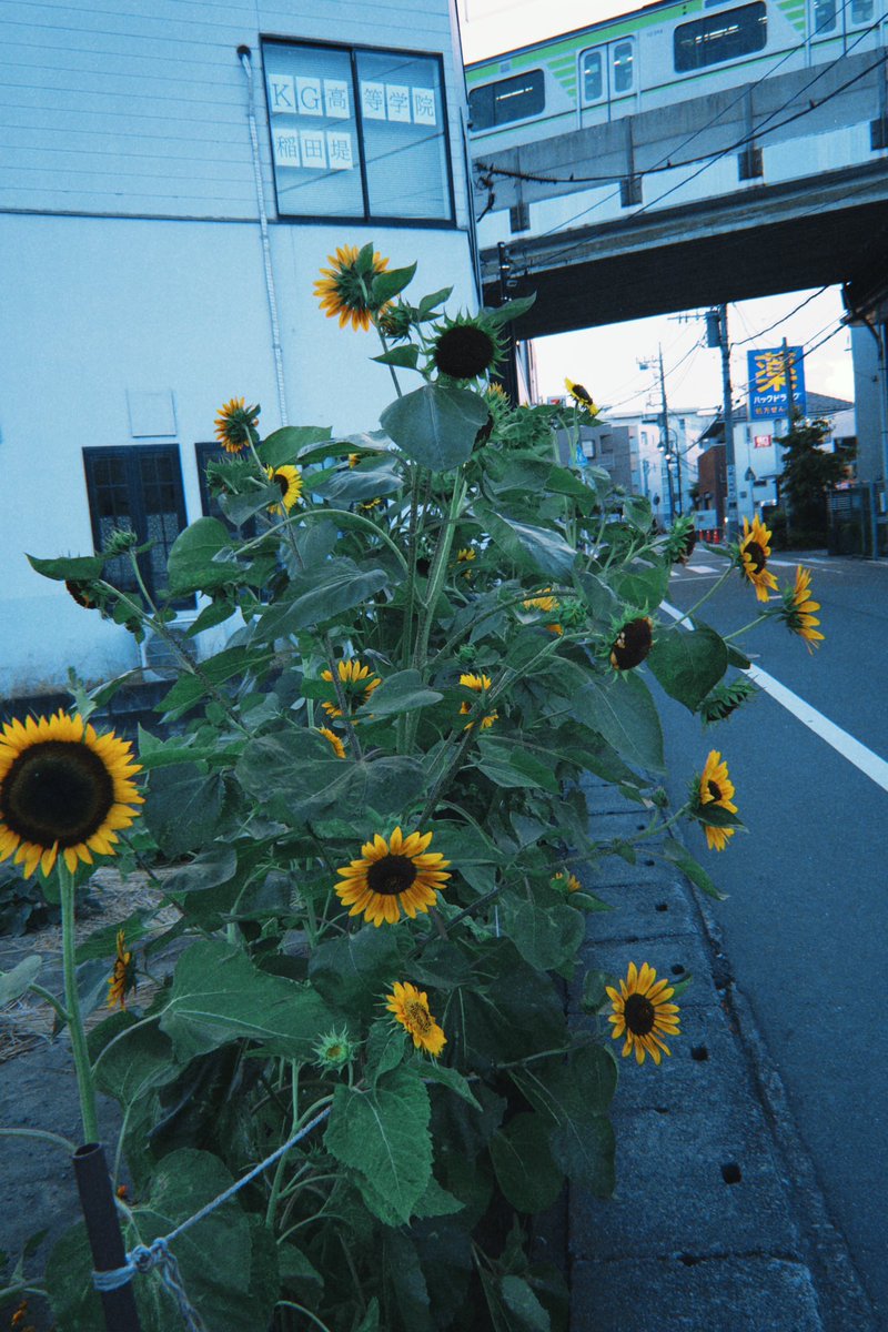 iega_daisuki's tweet image. 
