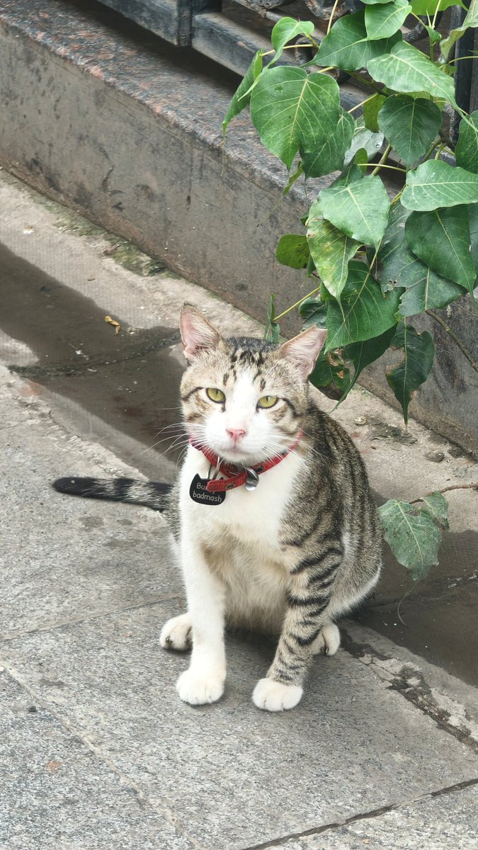 megabored's tweet image. Bunny Badmash is the highlight of Kala Ghoda
