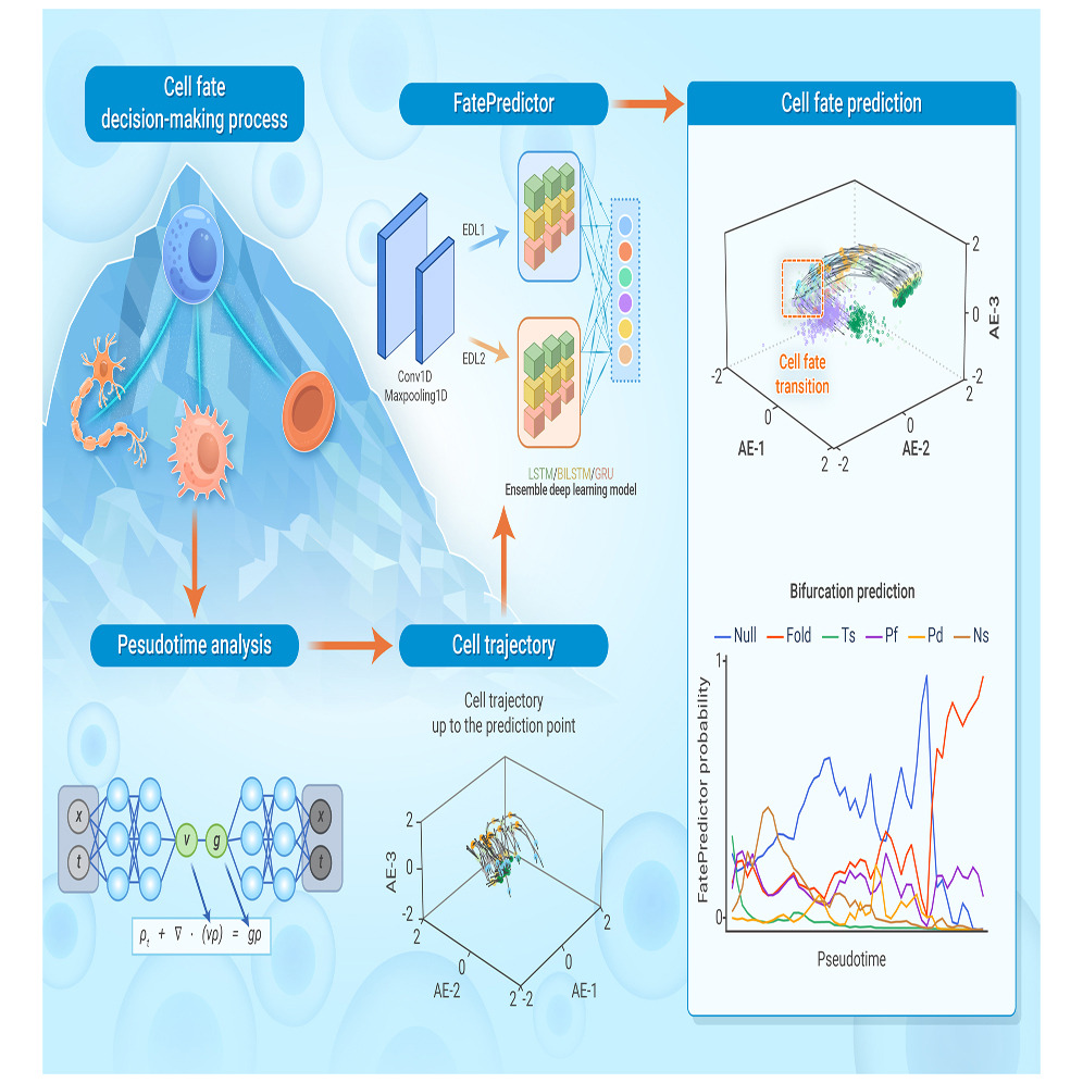 medntdj's tweet image. FatePredictor: Cell fate decision-making prediction with an ensemble deep learning model
cell.com/the-innovation…
via @The_InnovationJ