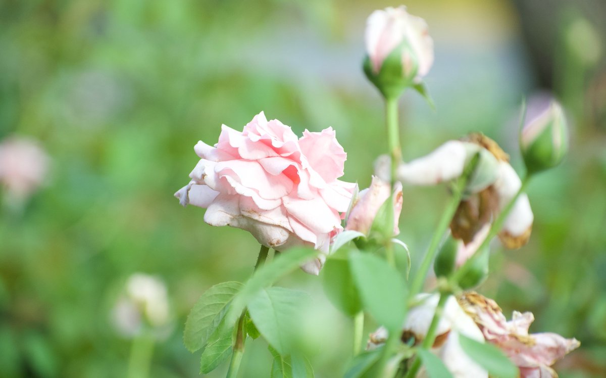 LoganGilesWx's tweet image. Summer has about a month left, but temperatures don't abide by calendars. In three months, all will be enjoying a crisp fall day with leaves changing. But for now, summer flowers continue their show