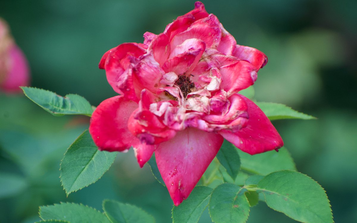 LoganGilesWx's tweet image. Summer has about a month left, but temperatures don't abide by calendars. In three months, all will be enjoying a crisp fall day with leaves changing. But for now, summer flowers continue their show