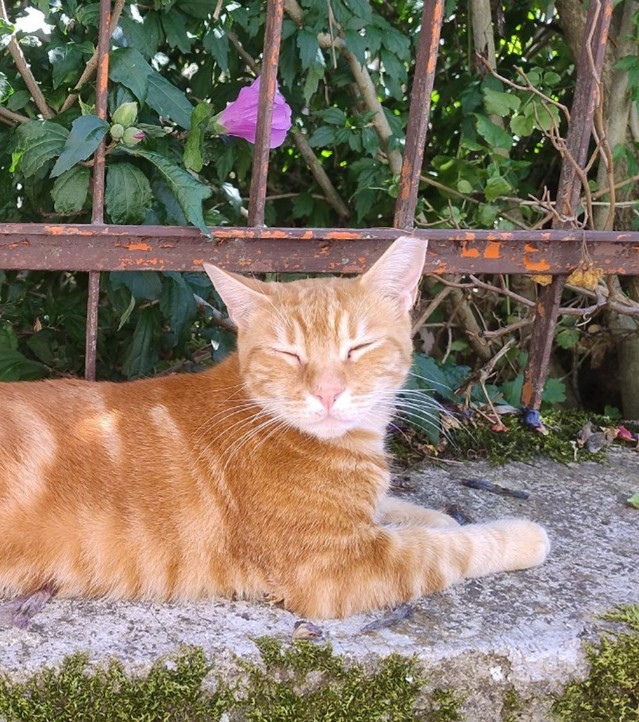 internatio66540's tweet image. Ready for an animal-loving adventure? 🎉 FOUR PAWS’ #ClickAndLearn brings fun, education, and heartwarming stories straight to your fingertips!
four-paws.org/our-stories/cl…