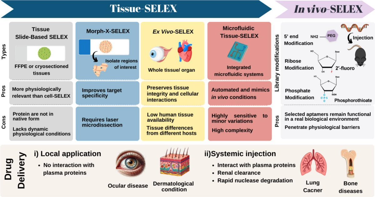 ADDReditors's tweet image. ADDR Open Access: From Cell-SELEX to Tissue-SELEX for Targeted Drug Delivery and Aptamer Nanomedicine.
By Juewen Liu & coworkers @WINano
#aptamer #SELEX #nanomedicine
kwnsfk27.r.eu-west-1.awstrack.me/L0/https:%2F%2…