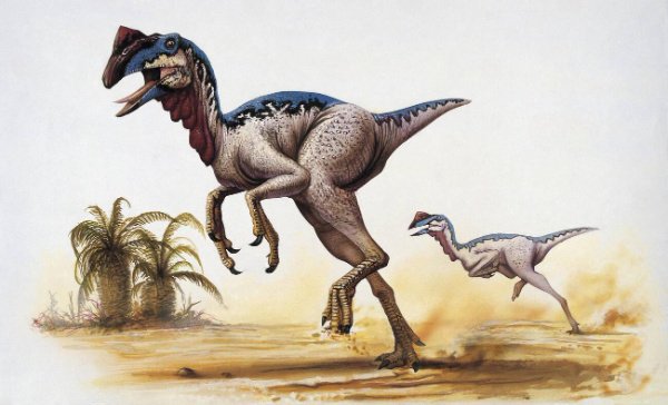 dinonostalgia's tweet image. Chirostenotes, the narrow hand, is an oviraptorosaurian dinosaur from the late Cretaceous of Canada.
It lived 76 million years ago and could grow to 2 meters in length.