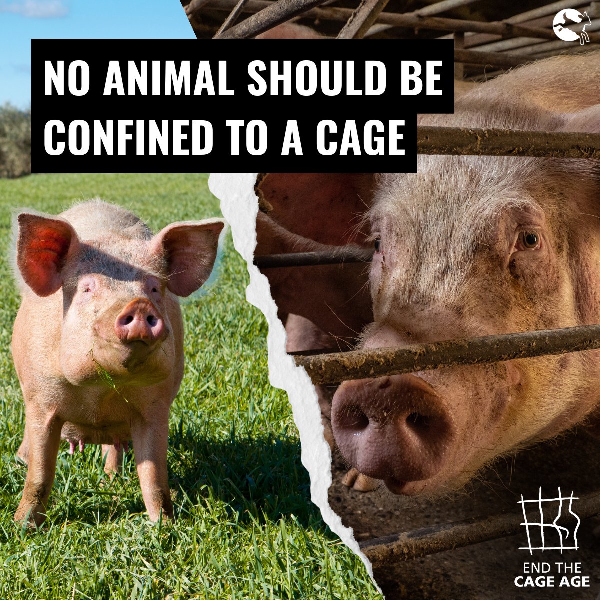 CIWF_Global's tweet image. It’s long overdue that the EU bans cages for all farmed animals.
Animals should be free to explore and exhibit their natural behaviours, like foraging & making nests.
Find out more about our work to #EndTheCageAge ⬇️
ciwf.org/programmes/end…