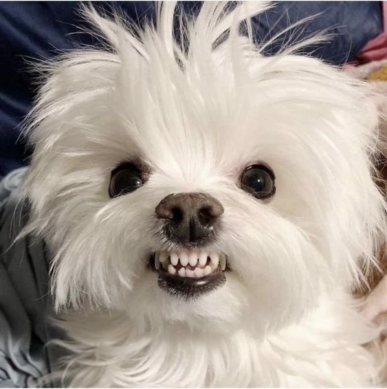 퉁뿡🍓 (@strawbrybear) on Twitter photo 