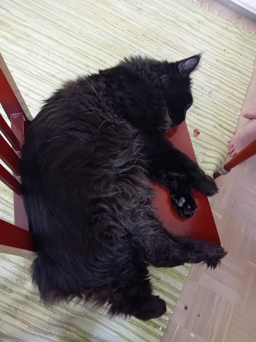 MillJah's tweet image. Täyttä kissuutta: siskoni kissa Merlin.
Kissa on niin iso, ettei oikein mahdu nukkumaan tuolille, ja putoaa siitä kun nukahtaa. #kissa