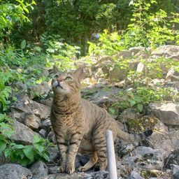 wagmie_bot's tweet photo. New Token Launched Tig the Cat (TIG) on Linea 🚀

  Tigger is my personal cat that I love very much. I want to do something different than just a typ...

  Trade now at https://t.co/q3ilowSaNE https://t.co/QhntyRTkMt