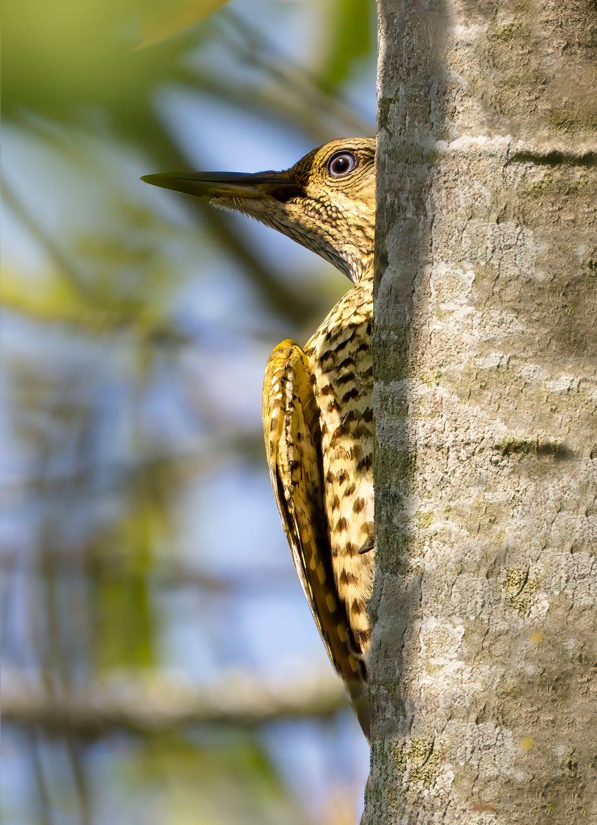 oldman65Suffolk's tweet image. A Green Woodpecker hiding in a tree in Sudbourne Churchyard
17/07/2025