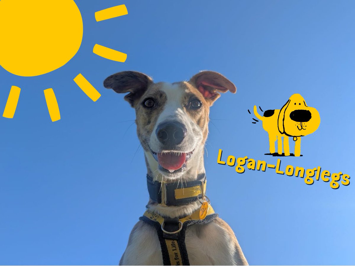 Logan-longlegs is always selfie ready😎🌞

Add him to your favourites today👉 bitly.cx/zTMLh

@dogstrust
#adoptdontshop
#adogisforlife