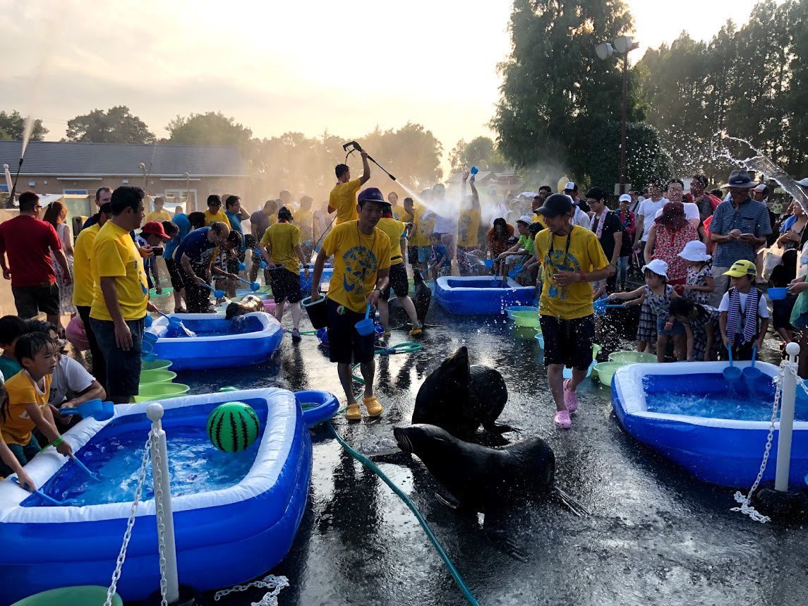 tobuzoo7's tweet image. 打ち水オットセイまであと5日!!🌊
打ち水オットセイを知らない方は、今までの写真を見て濡れる準備して待ってて下さいね…!😇
暑さぶっっっとびます!!
⚠️そして、全身濡れます⚠️
#東武動物公園
#打ち水オットセイ
#オリTも販売してます