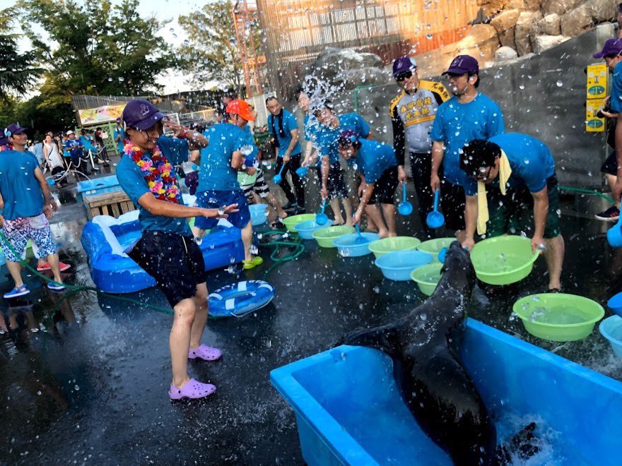 tobuzoo7's tweet image. 打ち水オットセイまであと5日!!🌊
打ち水オットセイを知らない方は、今までの写真を見て濡れる準備して待ってて下さいね…!😇
暑さぶっっっとびます!!
⚠️そして、全身濡れます⚠️
#東武動物公園
#打ち水オットセイ
#オリTも販売してます