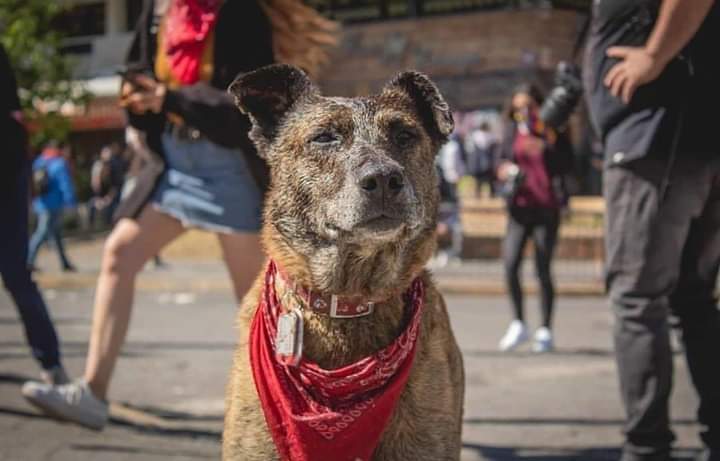 21 de Julio 

Día mundial del perro 

Abrazos a nuestros compañeros de lucha de cuatro patas 
Negro Matapacos 
Rucio Capucha 
Vaquita 
Pepe matapacos

La lucha sigue