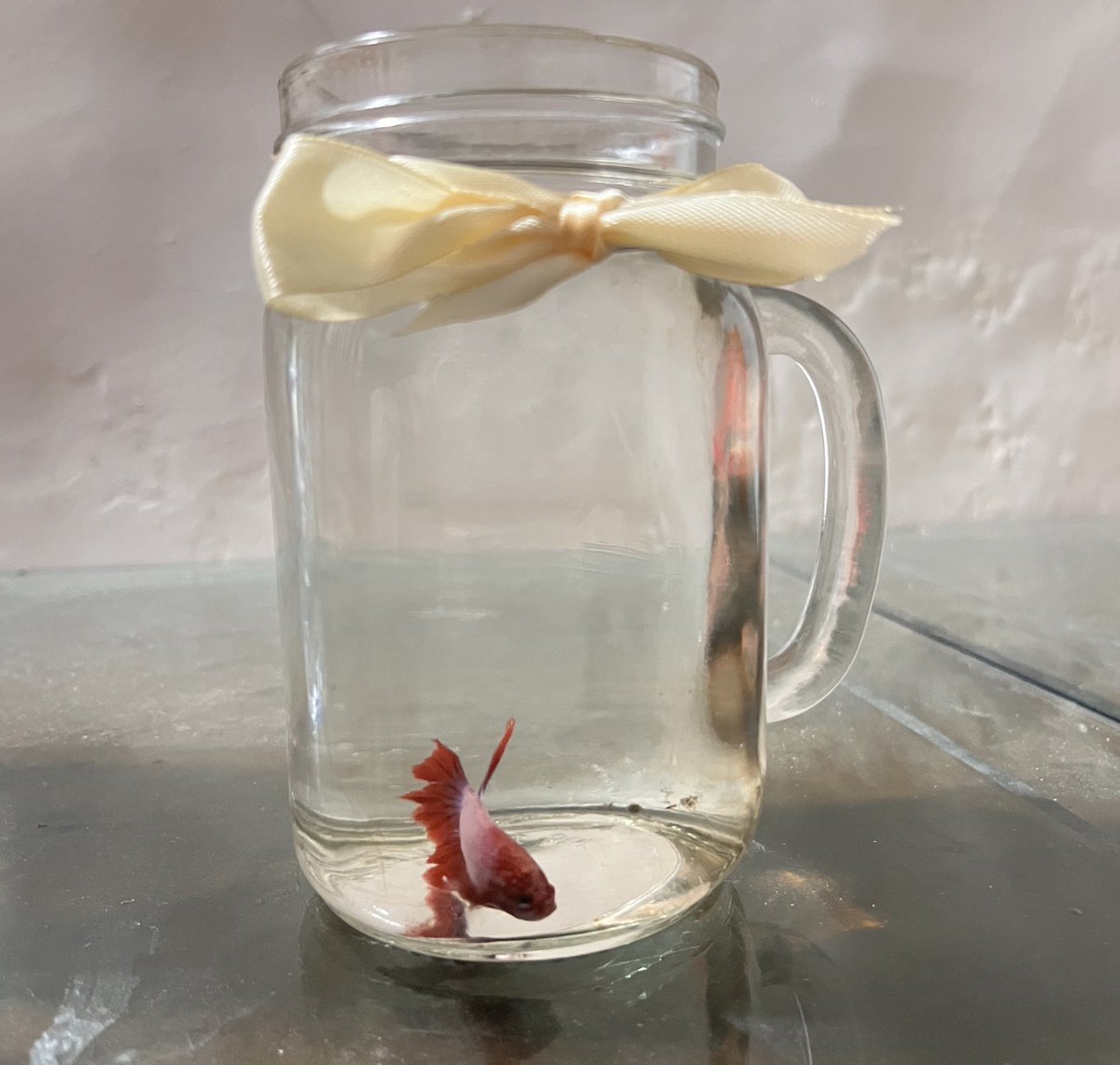 marrdiu's tweet photo. ini cupang hadiah 🥺 bentar yah reddog, nanti mamah beliin kamar yang lebih gede lagi. eh apa ini sebenernya udah cukup ya? *jujur gatau

dia aku namain reddog soalnya warnanya red trus pas mikir nama buat dia lagi pengen tteokbokki n hotdog nya reddog 😧🫶 https://t.co/kMhZDYnKu0