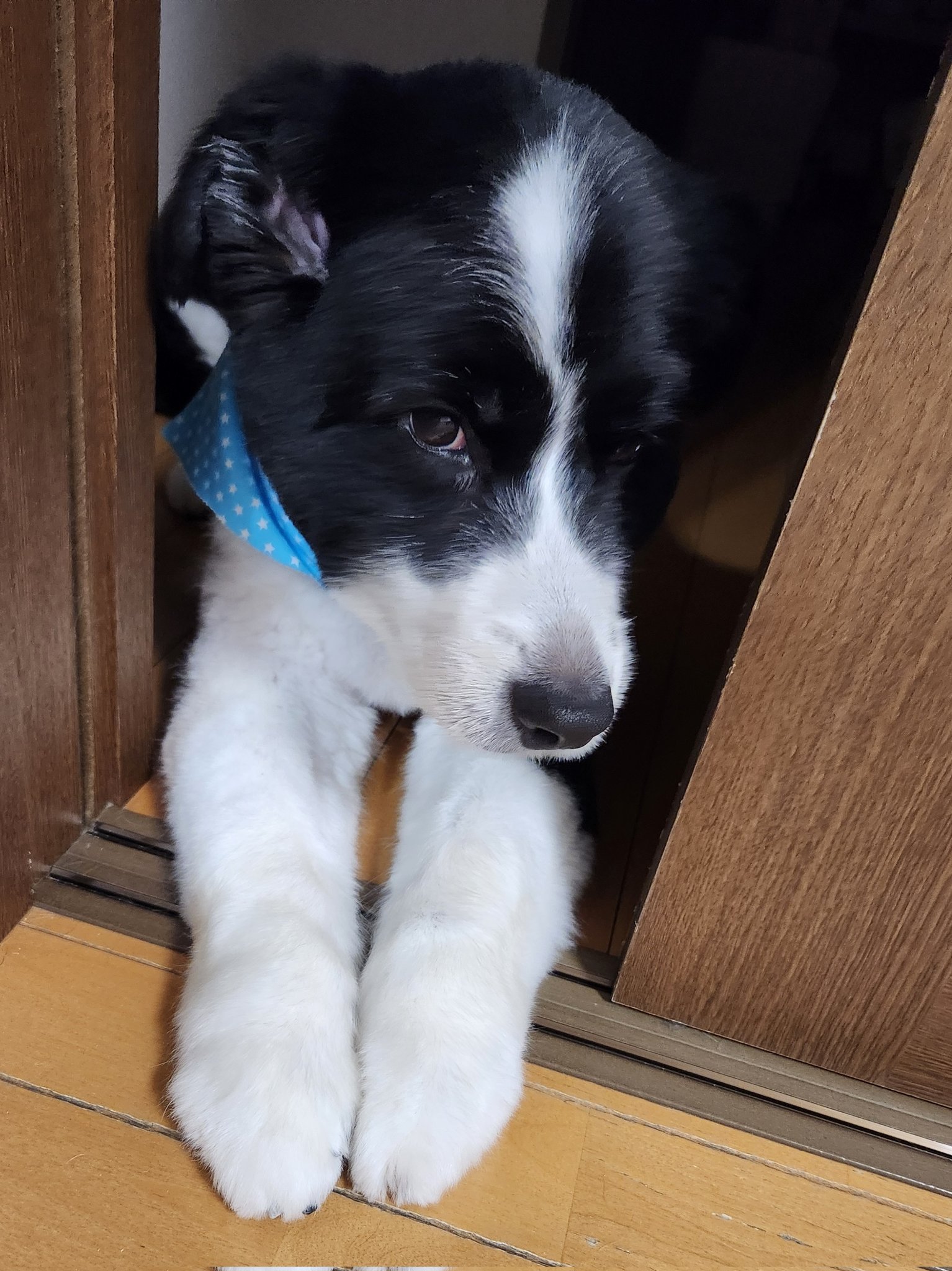 かなちゃん様。専用です( ◠‿◠ ) ┈┈┈┈┈┈┈┈┈┈ 2台おるのはええが 場所がない笑 ガレージ