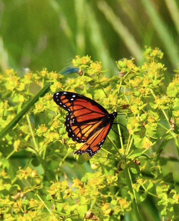 It may be Monarch Monday but this isn’t a Monarch butterfly. It’s a Viceroy butterfly doing its best impersonation of a Monarch. #butterfly #pollinators #northdakota #prairie