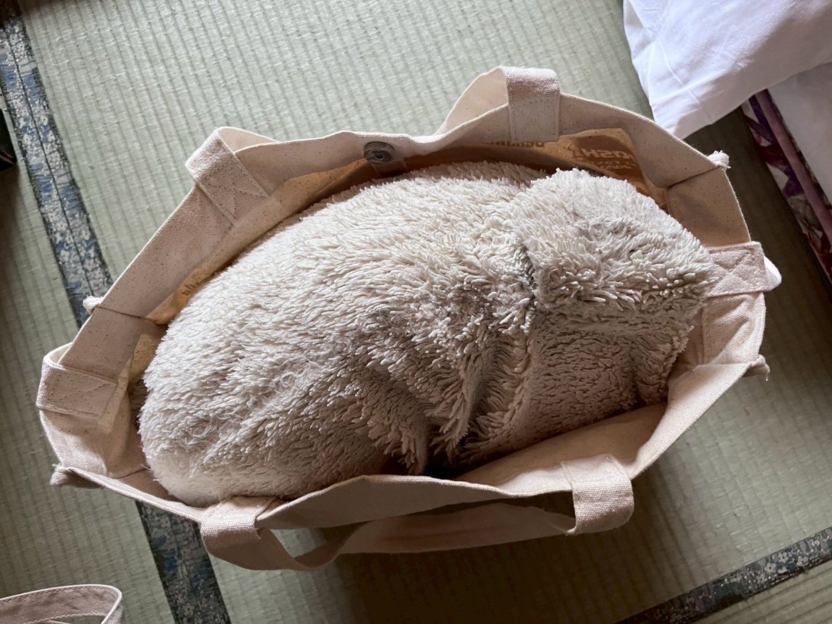 shiro1999tan's tweet image. 〜しろたんの24時間〜
朝 山を見たん
夕 移動時カバンに詰められたん
その後テレビを見たん
夜 布団に入ったん
#しろたん