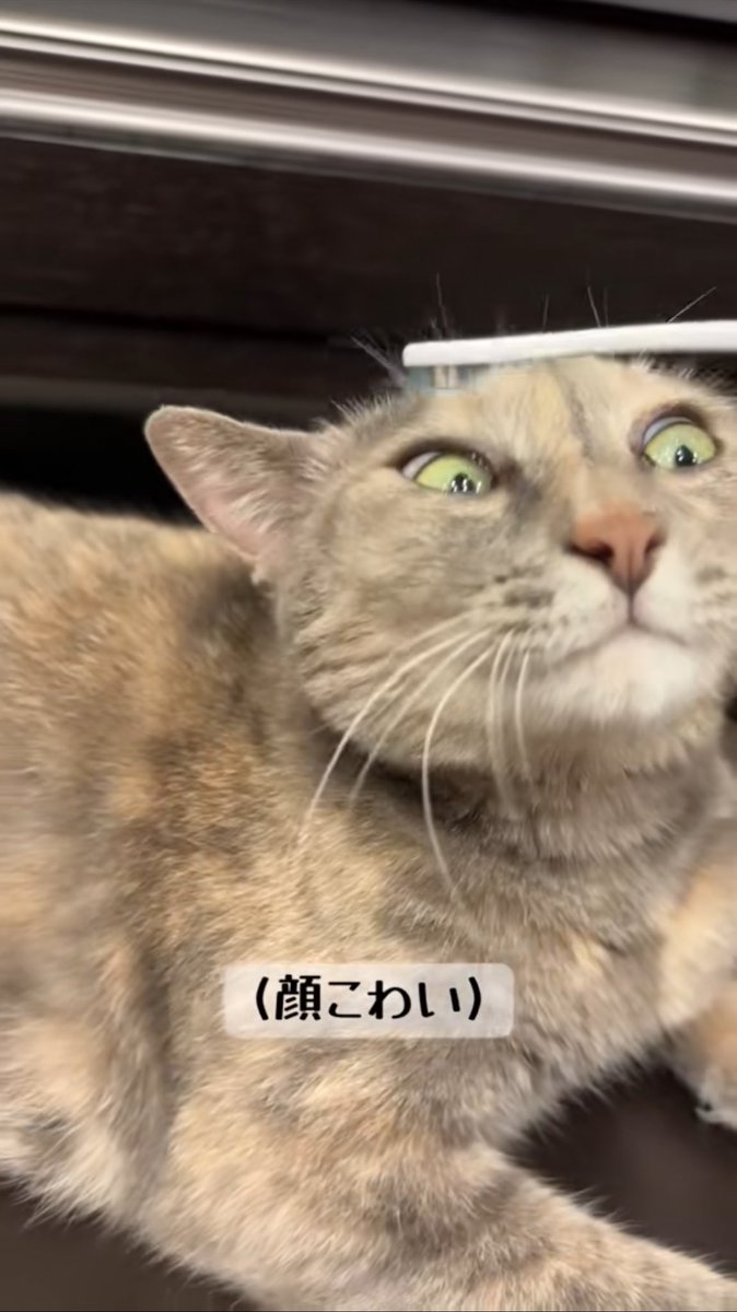 peruruch's tweet photo. 濡れた歯ブラシで撫でると顔こわい https://t.co/BKhqprqzyi