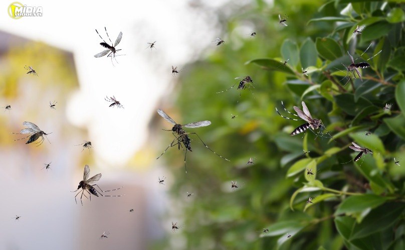 AndreteleSUR's tweet image. Brasil inauguró la biofábrica más grande del mundo especializada en la cría del mosquito Aedes aegypti inoculado con la bacteria Wolbachia, que impide el desarrollo de los virus que provocan enfermedades como el dengue, el chikungunya y el zika.
La biofábrica Wolbito Brasil fue…