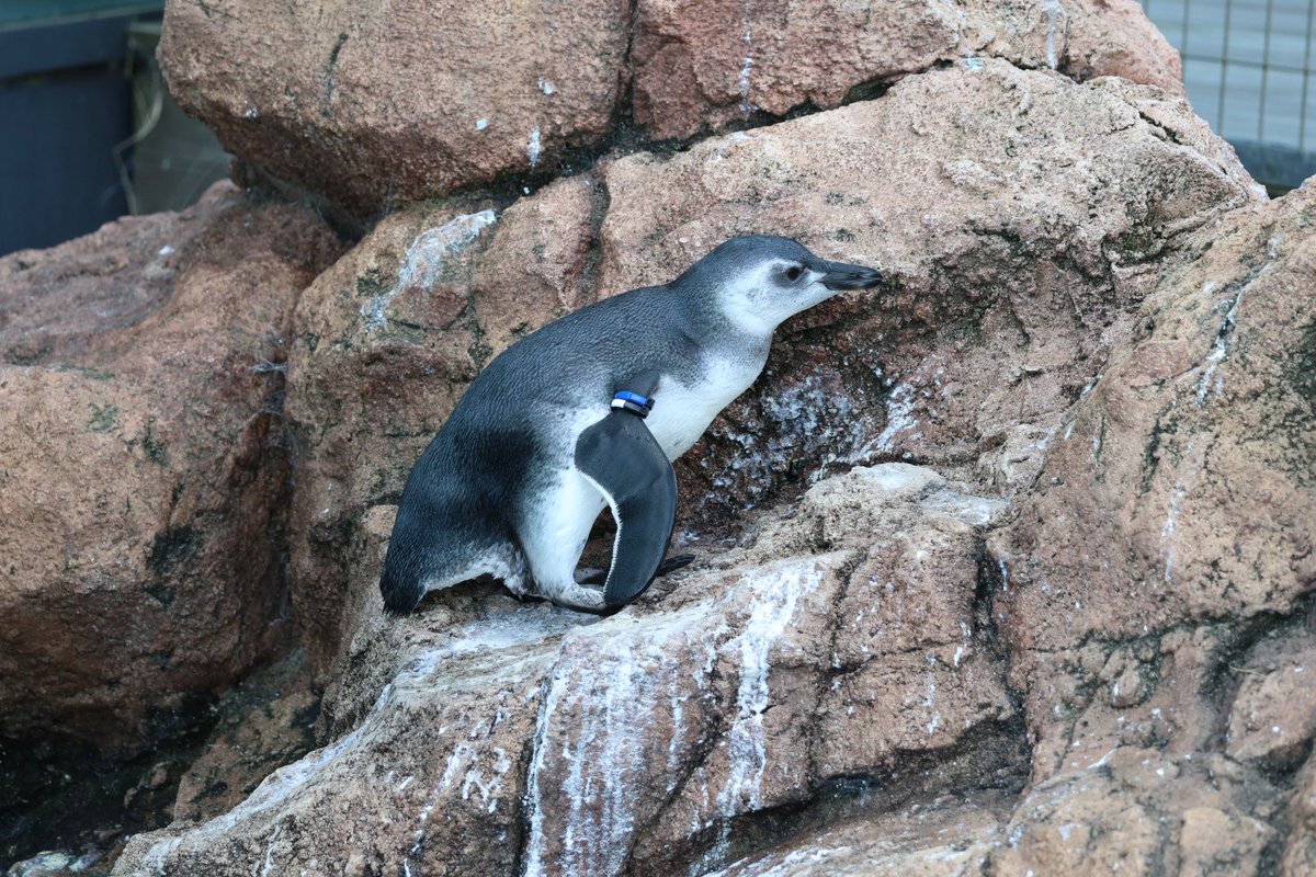 pengento42532's tweet image. 亜成鳥のこういう所ほんと可愛すぎ🐧
#マゼランペンギン
#うみがたり