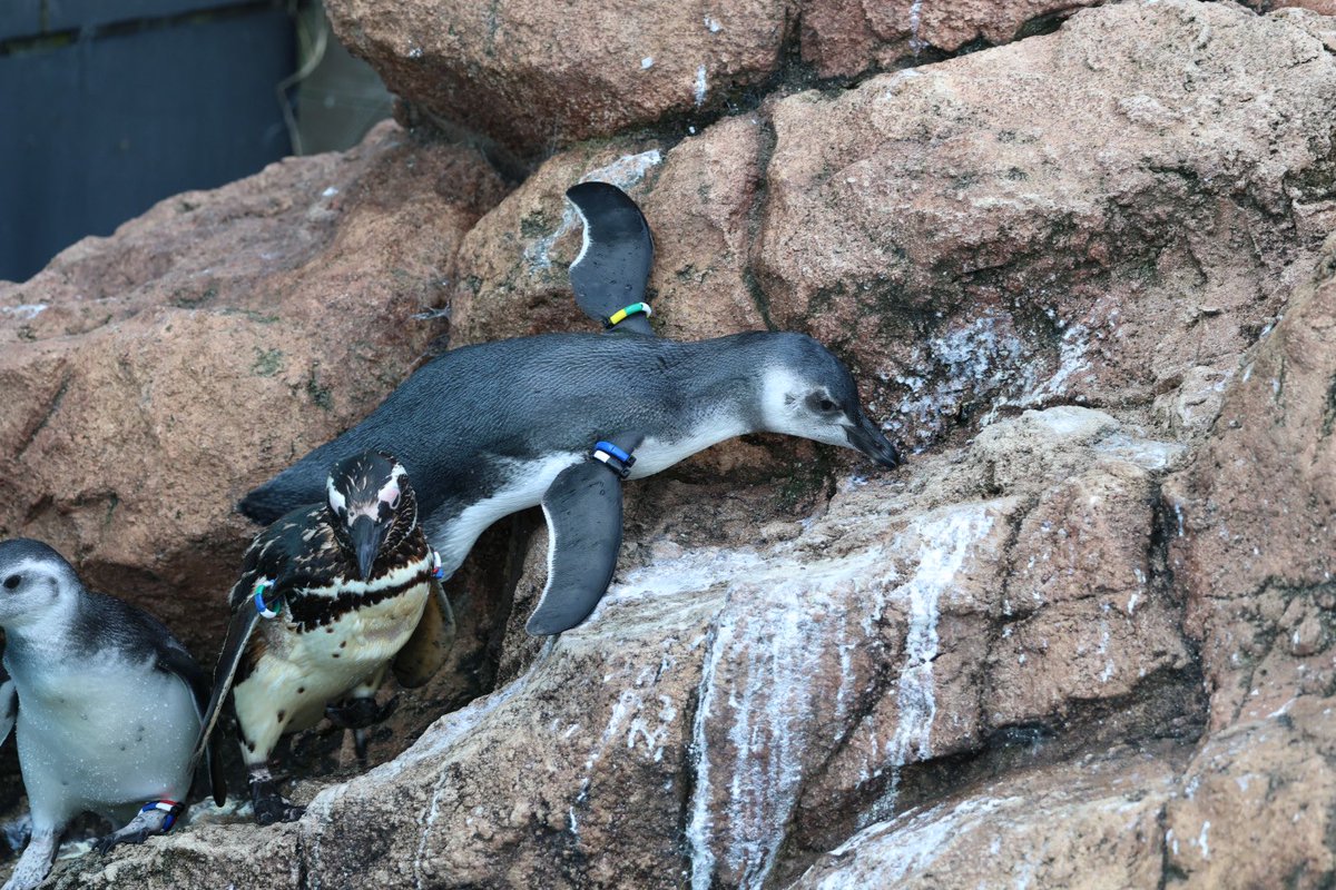 pengento42532's tweet image. 亜成鳥のこういう所ほんと可愛すぎ🐧
#マゼランペンギン
#うみがたり