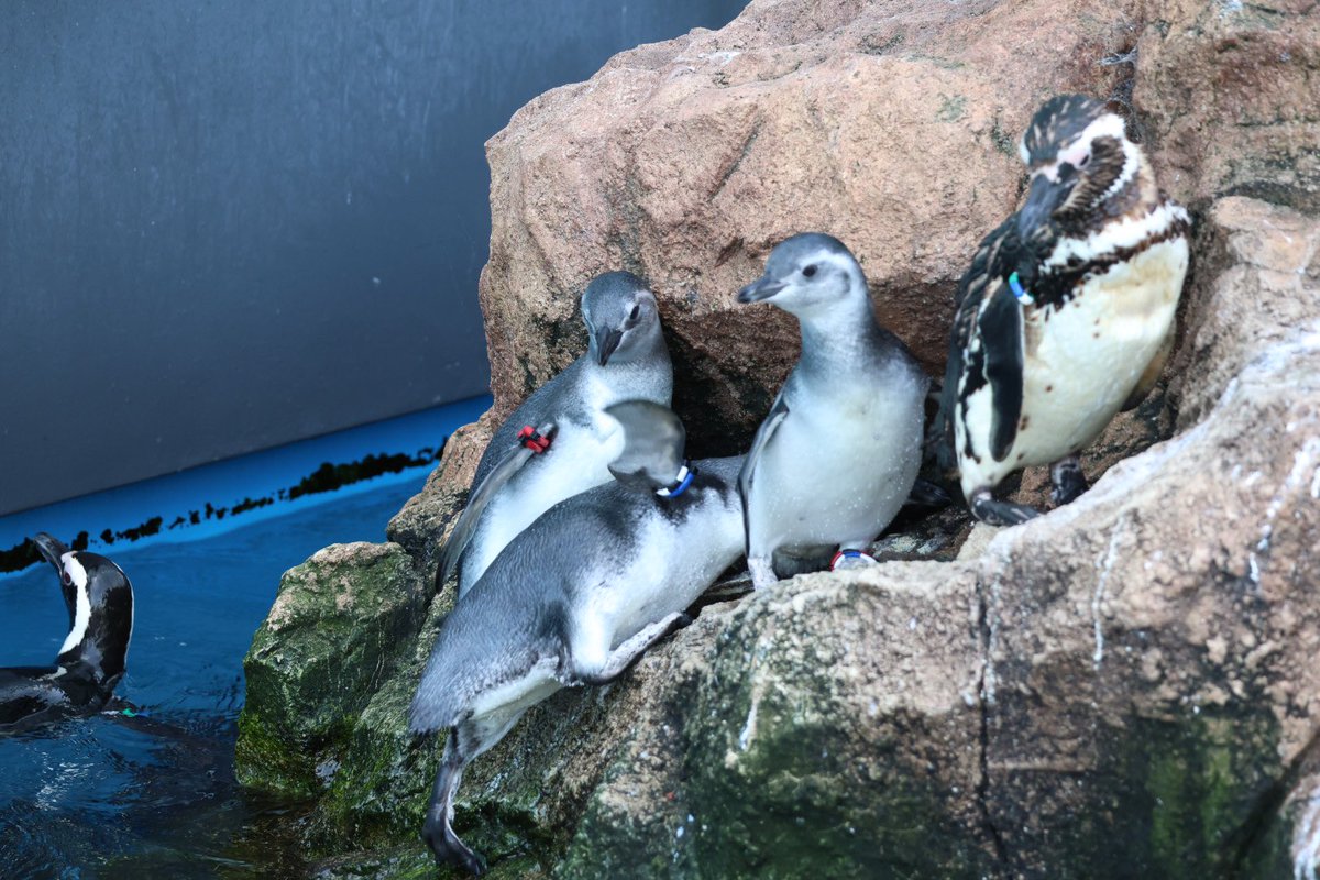 pengento42532's tweet image. 亜成鳥のこういう所ほんと可愛すぎ🐧
#マゼランペンギン
#うみがたり