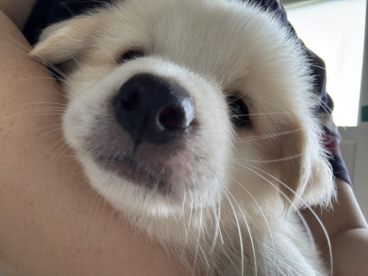 8_mongmong's tweet image. 강아지 콧구멍

#강아지 #입양홍보 #가족찾아요
