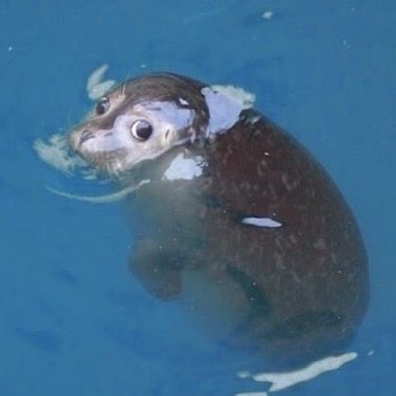 gimbapku's tweet image. 