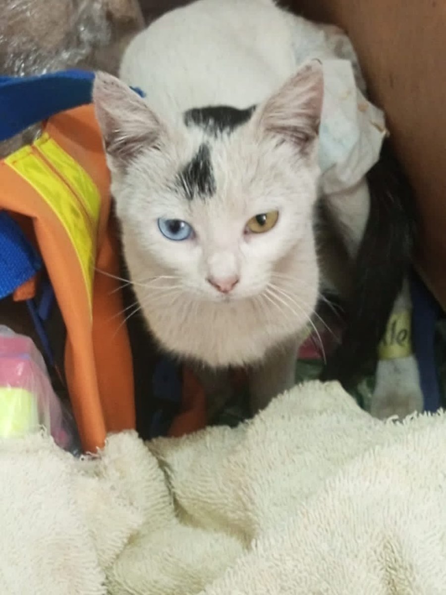 Difundo. En adopción Gata de 7 Meses de edad CASTRADA,  excelente nivel de sociabilidad, pará ser animal de Compañía o Apoyó Emocional.
Contactar a José Luis Fernández, número de teléfono 04123330238
Carrizal 
Montaña Alta 
Edo Miranda