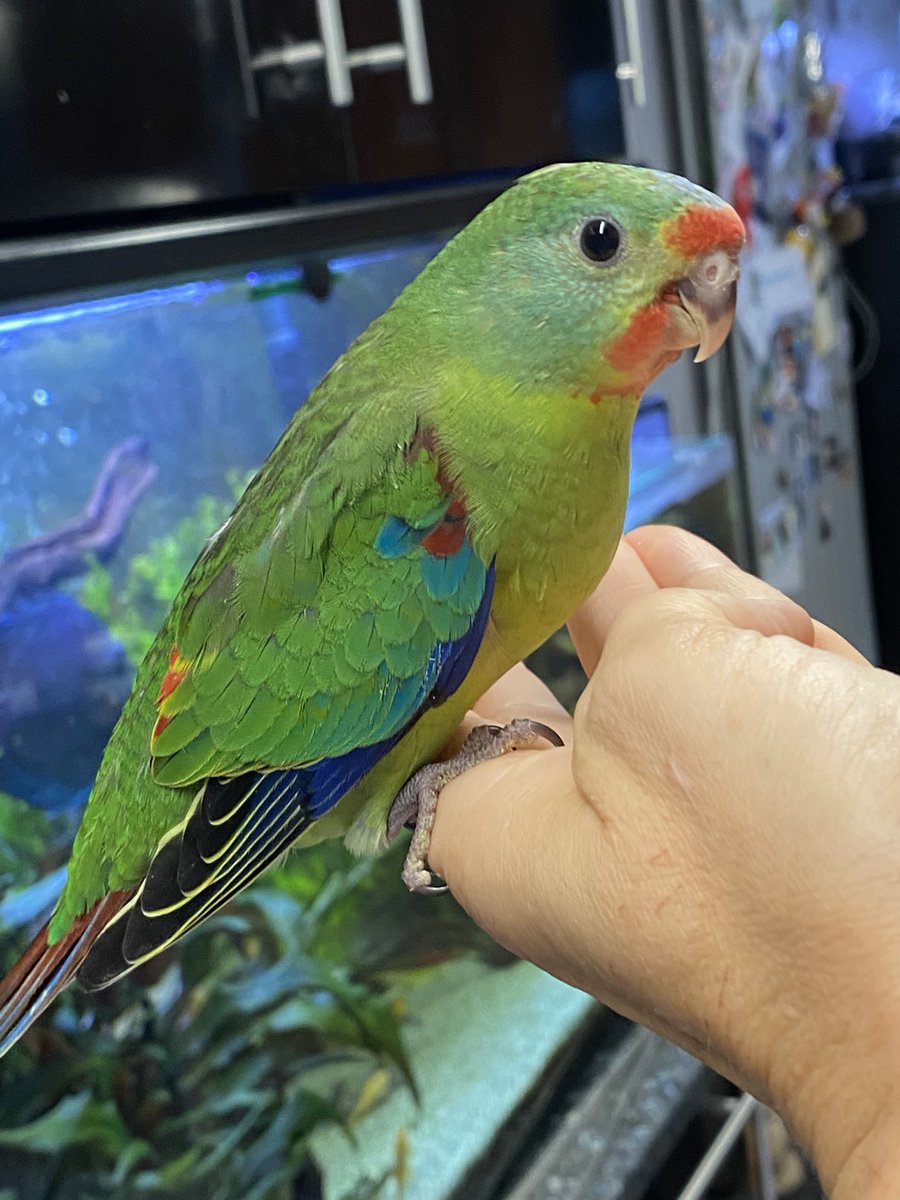 DominikaWalus's tweet image. W naszej ekipie #EasternRosella jest 1 chłopak i 4 dziewczyny 🥰
A #SwiftParrot, jak Domi powiedziała, na pewno jest łobuzem, a nie łobuziarą 😎
Tak już urośliśmy i próbowaliśmy fruwać w inkubatorze, że Domi przeprowadziła nas do klatki. Na początku się baliśmy, ale teraz luzik😁