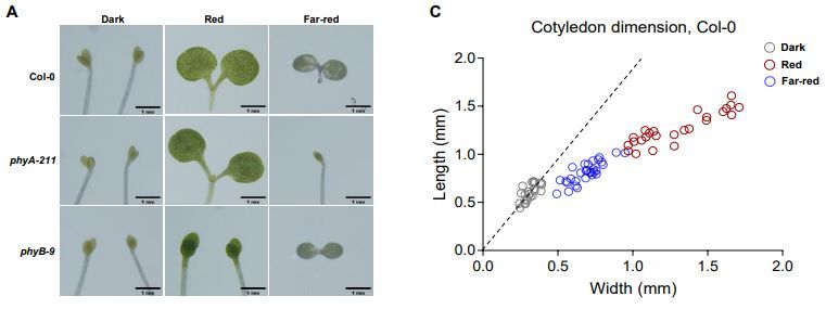 Phytochrome B regulates cortical microtubule arrangement to control cotyledon polar expansion by repressing LONGIFOLIAs (Sangwon Cho , Giltsu Choi) doi.org/10.1093/plphys… #PlantScience