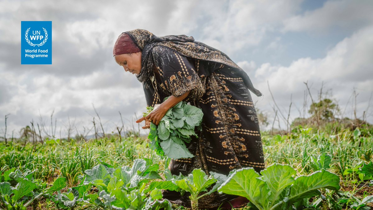 WFP_Kenya's tweet image. In the arid lands of Marsabit County, Kenya, Halima once struggled to feed her children relying on charcoal burning and selling firewood to survive.
Today, thanks to solar-powered irrigation, robust perimeter fence and farming support from @WFP Halima is a proud farmer growing…