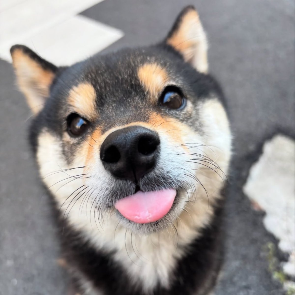 i want this dog asap