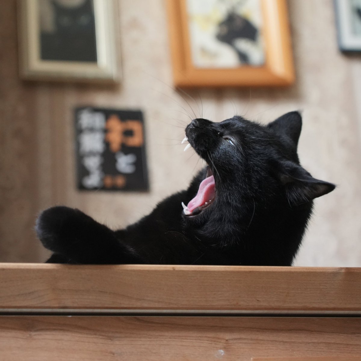 黒猫つくねちゃん太しっぽ (@oreo_blackcat) / X