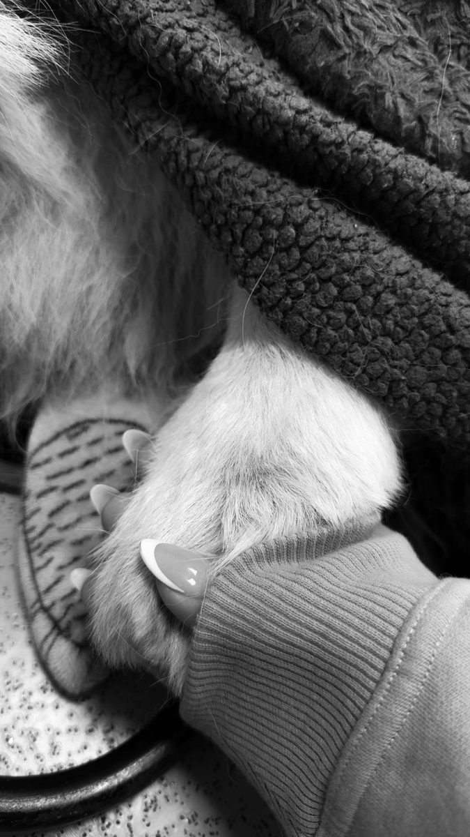 Goodbye my best friend. I am absolutely heartbroken and lost.

They say that to us, dogs are a part of our world. To them, we are their whole world.

But to me, you were my whole world. I don’t actually know what I am going to do without you.

I miss you so much already.