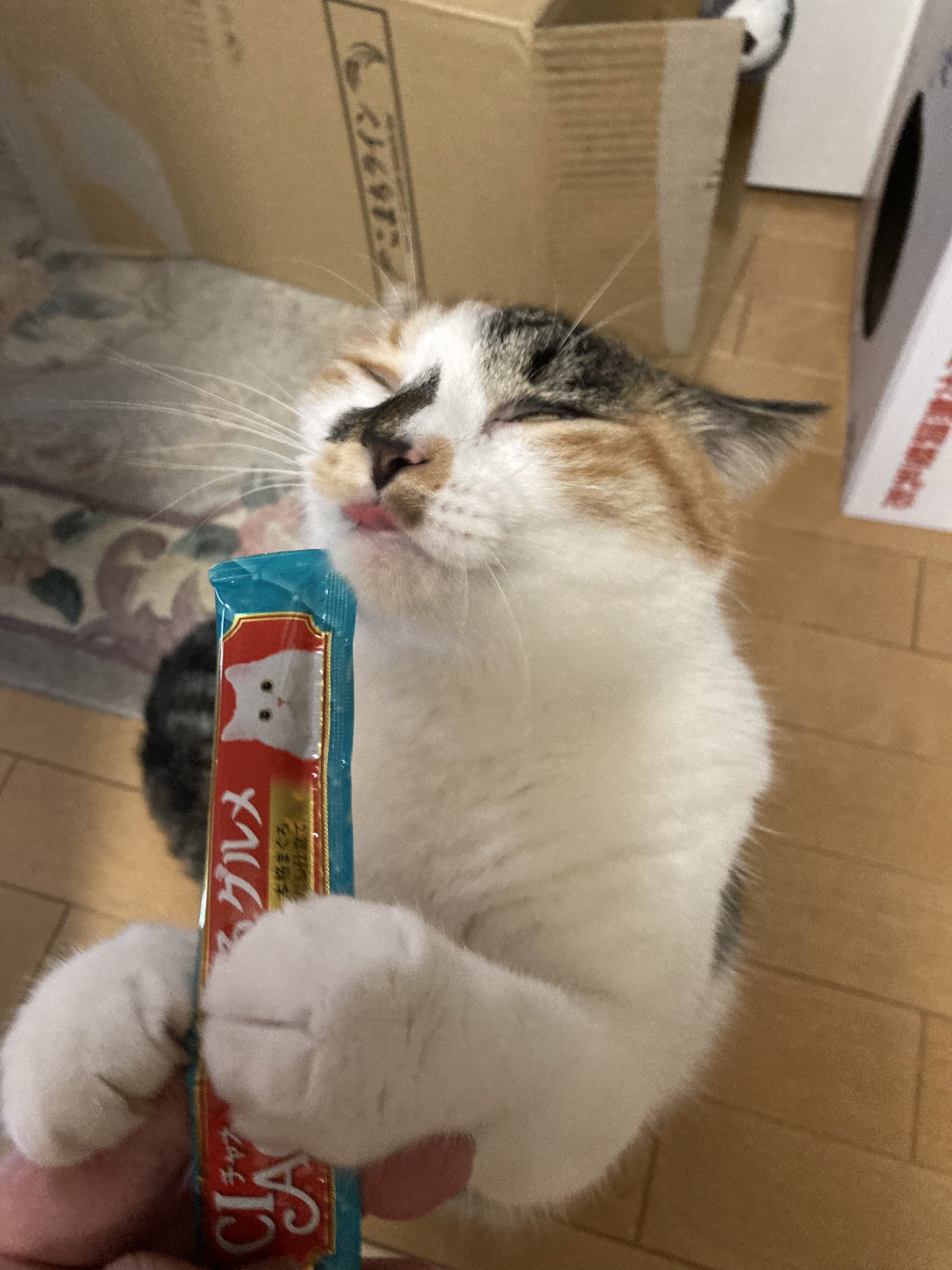 どはまり猫 じゃむ猫 on X: 