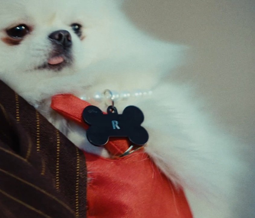 Cuál será el nombre de esa Perrita? 🥰😂 #franmaira