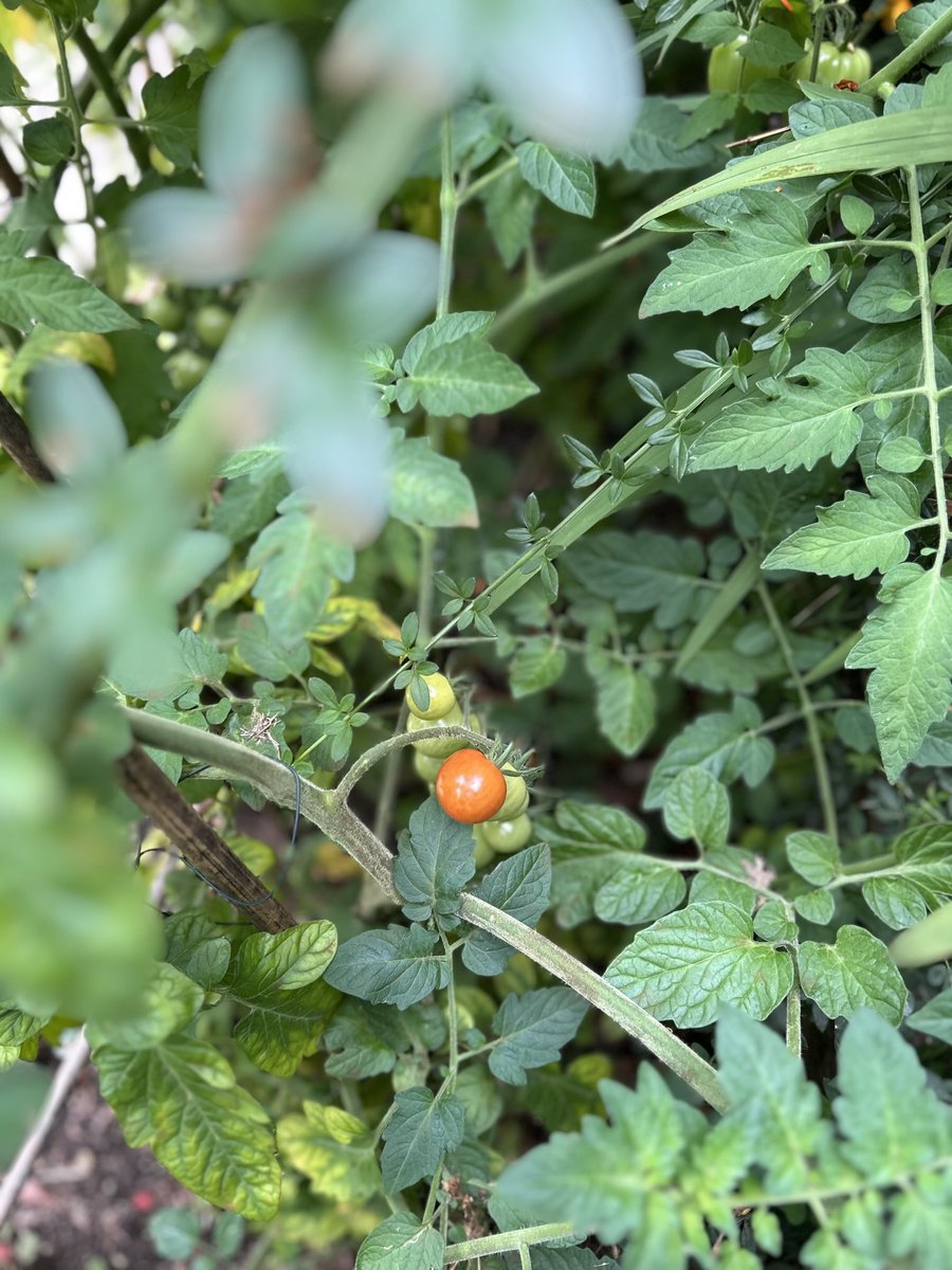 GregMosse's tweet image. In the crazed jungle of my unkempt border, one ripened tomato is hiding :) I will eat it to celebrate publication of #TheComingFire !