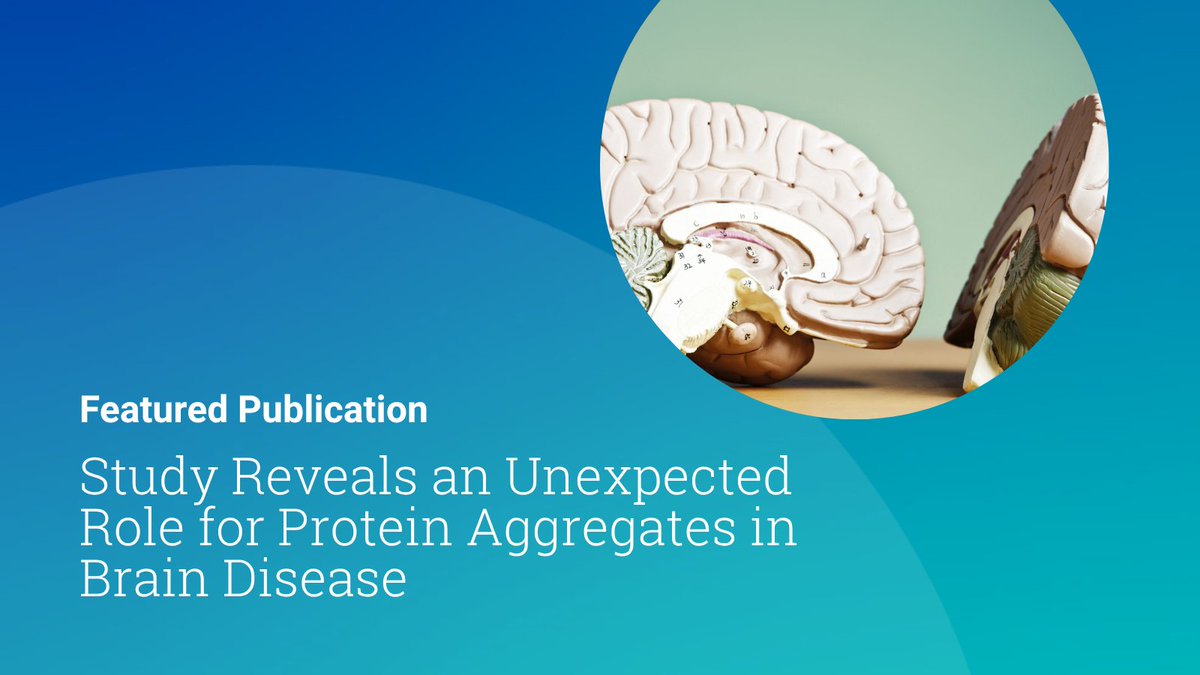 MGBResearchNews's tweet image. In a new study, researchers from @CGM_MGH and colleagues revealed an unexpected role for protein aggregates in brain disease. The study was published in @ScienceMagazine.
Read more: massgeneralbrigham.org/en/about/newsr… science.org/doi/10.1126/sc… @chivukula_raghu