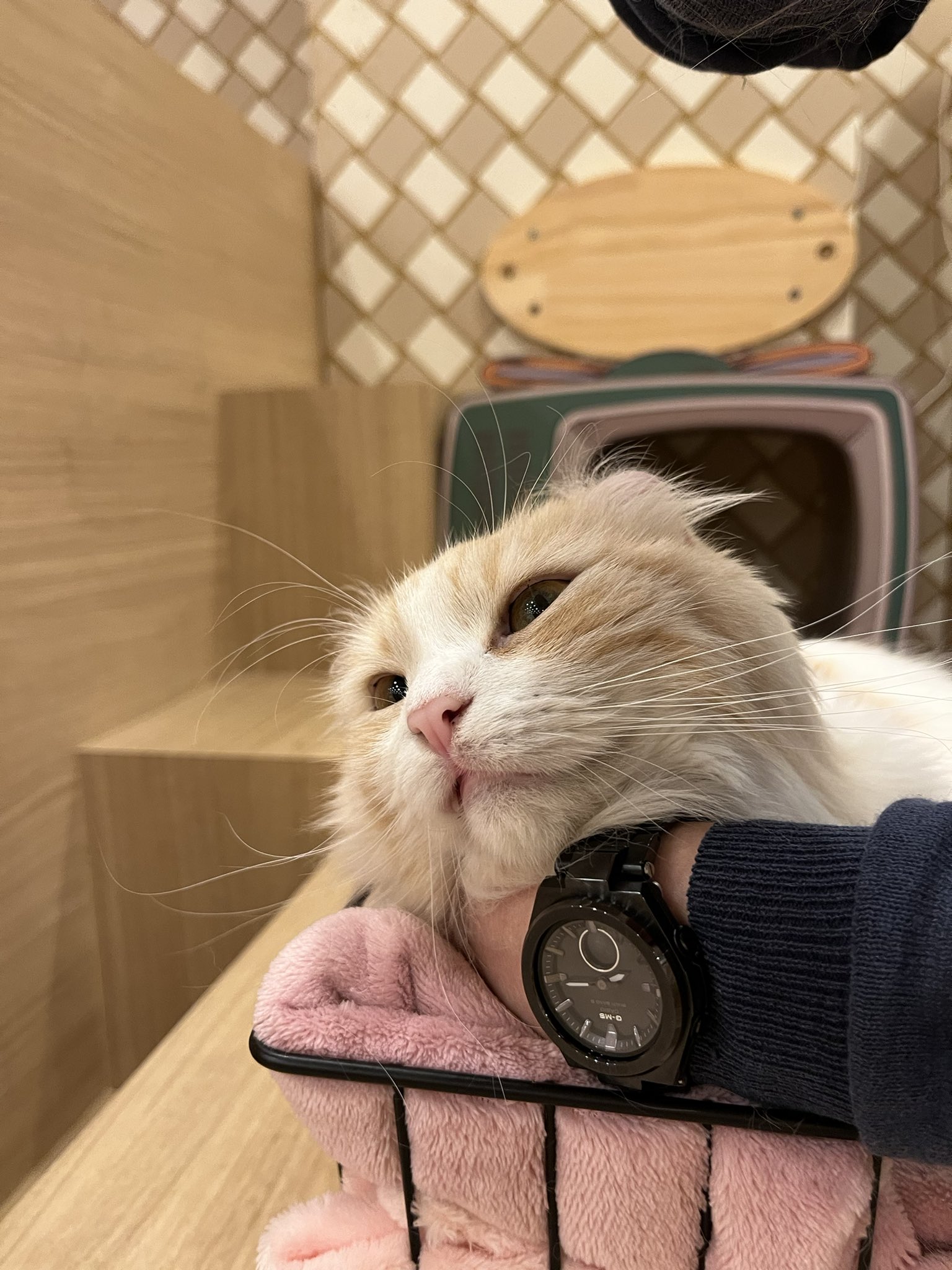 こねこ Koty@月末まで東京不在 on X: 