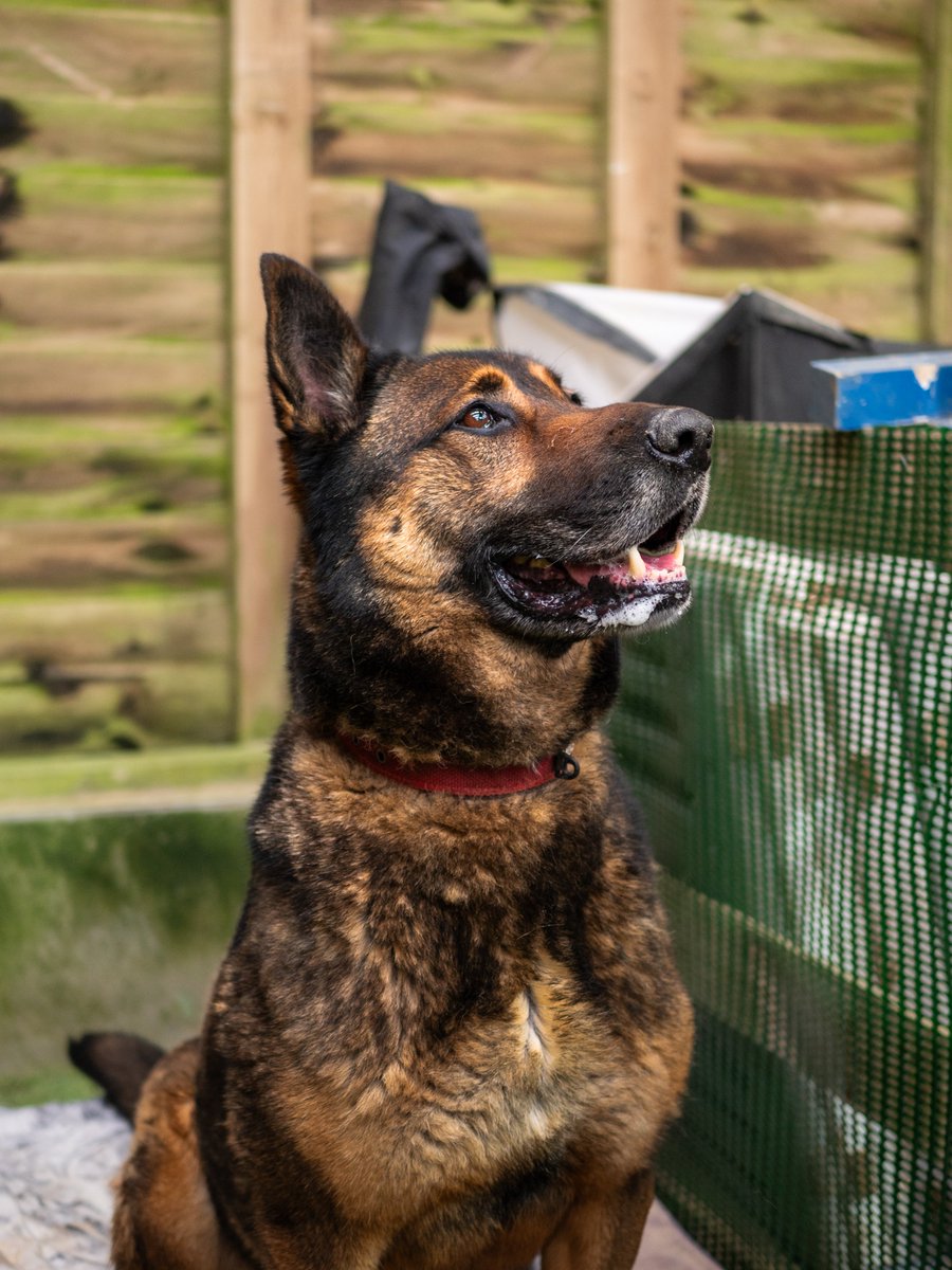 gsrescueelite's tweet image. Bruno is coming up to 7yrs old and he has been with us since May 19. Bruno is a clever boy who is quick to learn but he can be protective of his home and people so exp, child and pet free home needed please 
#dogs #germanshepherd #Cornwall 
gsrelite.co.uk/bruno-9/