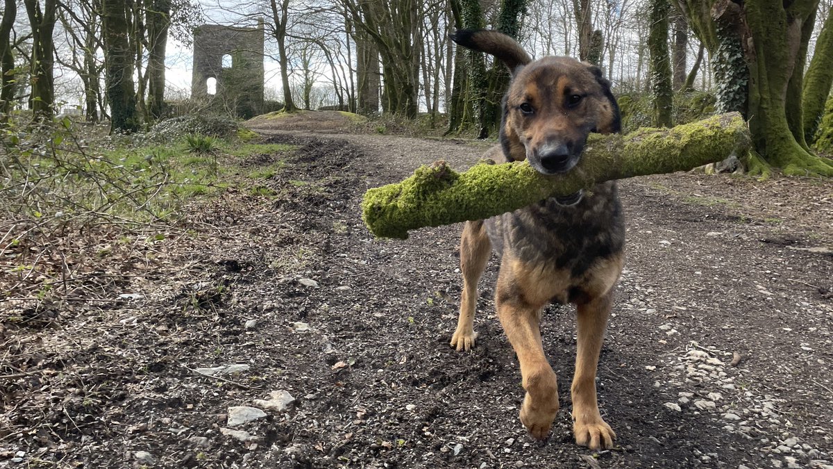 gsrescueelite's tweet image. Bruno is coming up to 7yrs old and he has been with us since May 19. Bruno is a clever boy who is quick to learn but he can be protective of his home and people so exp, child and pet free home needed please 
#dogs #germanshepherd #Cornwall 
gsrelite.co.uk/bruno-9/