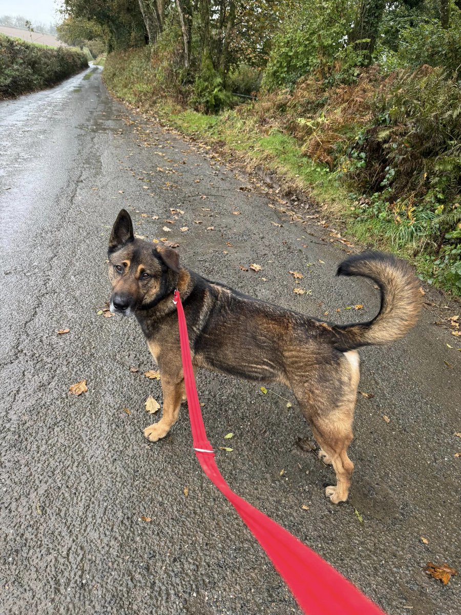 gsrescueelite's tweet image. Bruno is coming up to 7yrs old and he has been with us since May 19. Bruno is a clever boy who is quick to learn but he can be protective of his home and people so exp, child and pet free home needed please 
#dogs #germanshepherd #Cornwall 
gsrelite.co.uk/bruno-9/