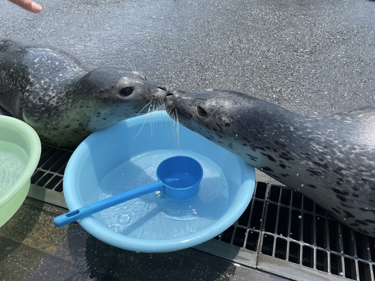tobuzoo7's tweet image. 打ち水オットセイまであと4日!!
🌊
ゴマフアザラシの姉弟も、1年ぶりの打ち水練習🌤
#東武動物公園
#打ち水オットセイ
#全身濡れます
#Tシャツのアザラシはもちもちイメージ