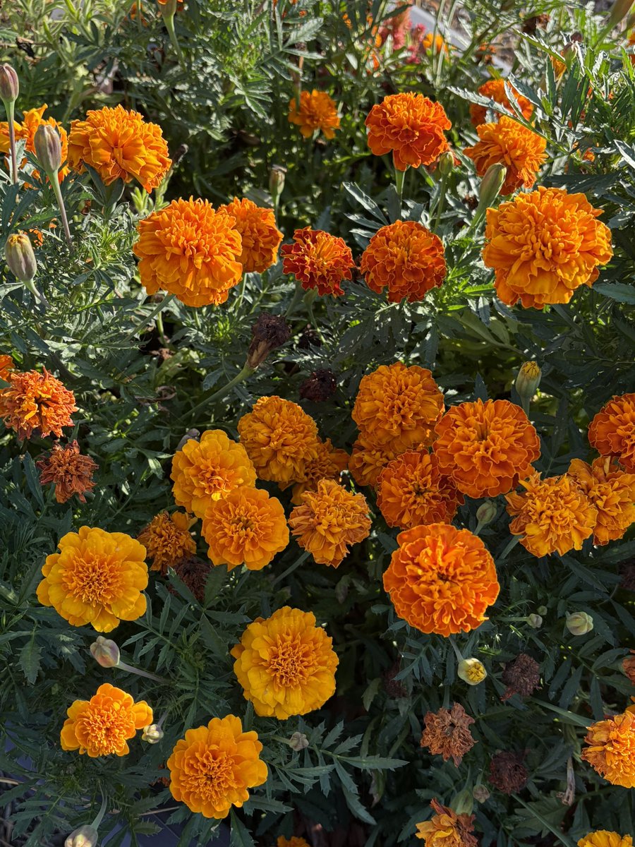 Prospect Elementary School (@prospectesnc) on Twitter photo School garden summer update! #TeamUCPS <a href="/AGHoulihan/">Andrew G. Houlihan</a> <a href="/UCPSNC/">Union County Public Schools</a> <a href="/boatcandice/">Candice Boatright</a> School garden summer update! #TeamUCPS <a href="/AGHoulihan/">Andrew G. Houlihan</a> <a href="/UCPSNC/">Union County Public Schools</a> <a href="/boatcandice/">Candice Boatright</a>
