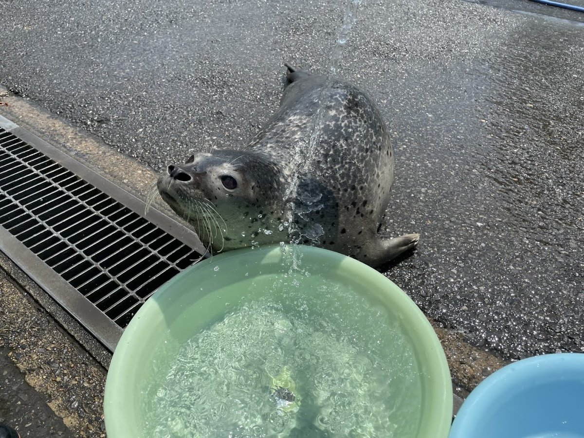 tobuzoo7's tweet image. 打ち水オットセイまであと4日!!
🌊
ゴマフアザラシの姉弟も、1年ぶりの打ち水練習🌤
#東武動物公園
#打ち水オットセイ
#全身濡れます
#Tシャツのアザラシはもちもちイメージ
