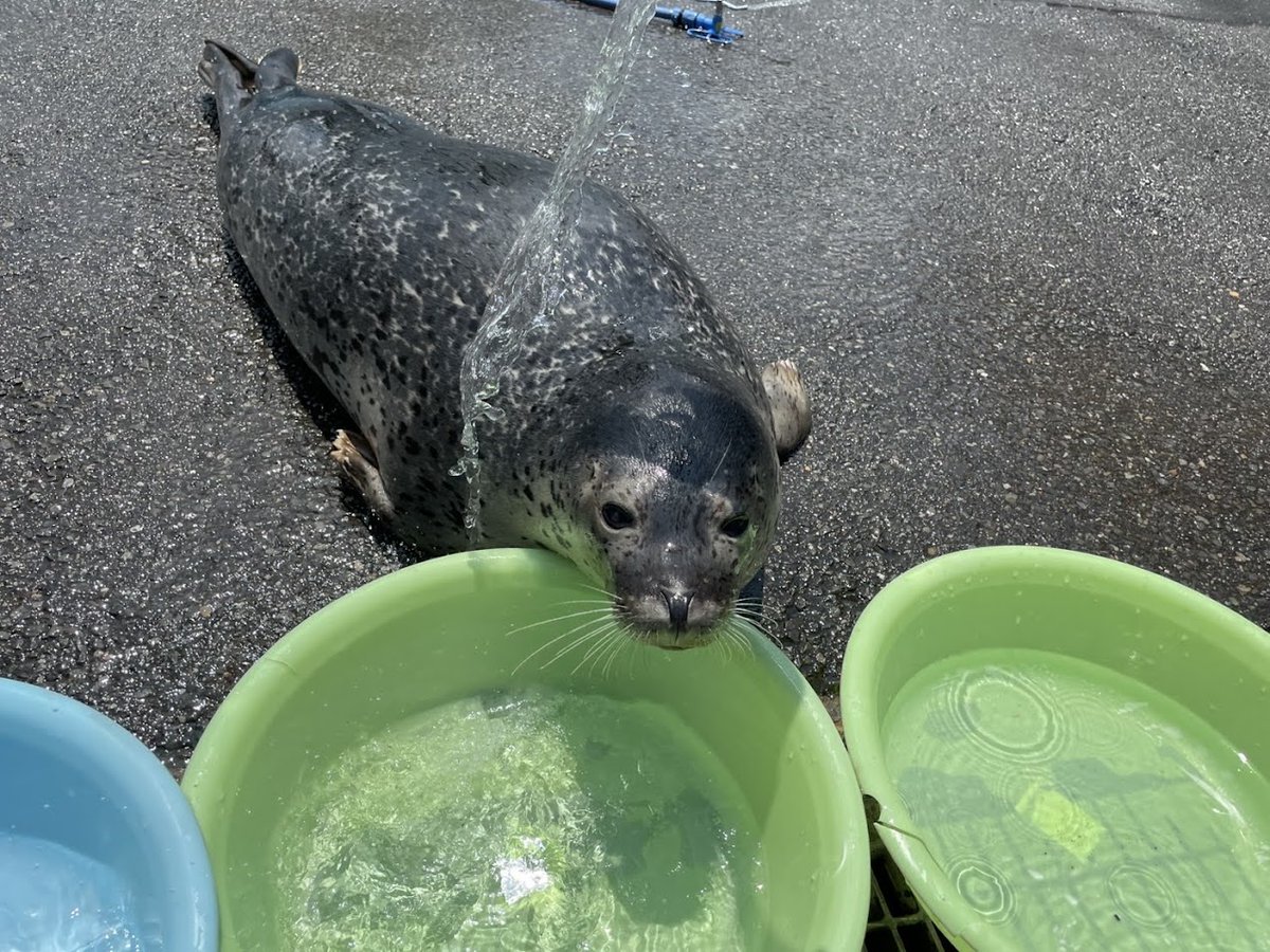 tobuzoo7's tweet image. 打ち水オットセイまであと4日!!
🌊
ゴマフアザラシの姉弟も、1年ぶりの打ち水練習🌤
#東武動物公園
#打ち水オットセイ
#全身濡れます
#Tシャツのアザラシはもちもちイメージ